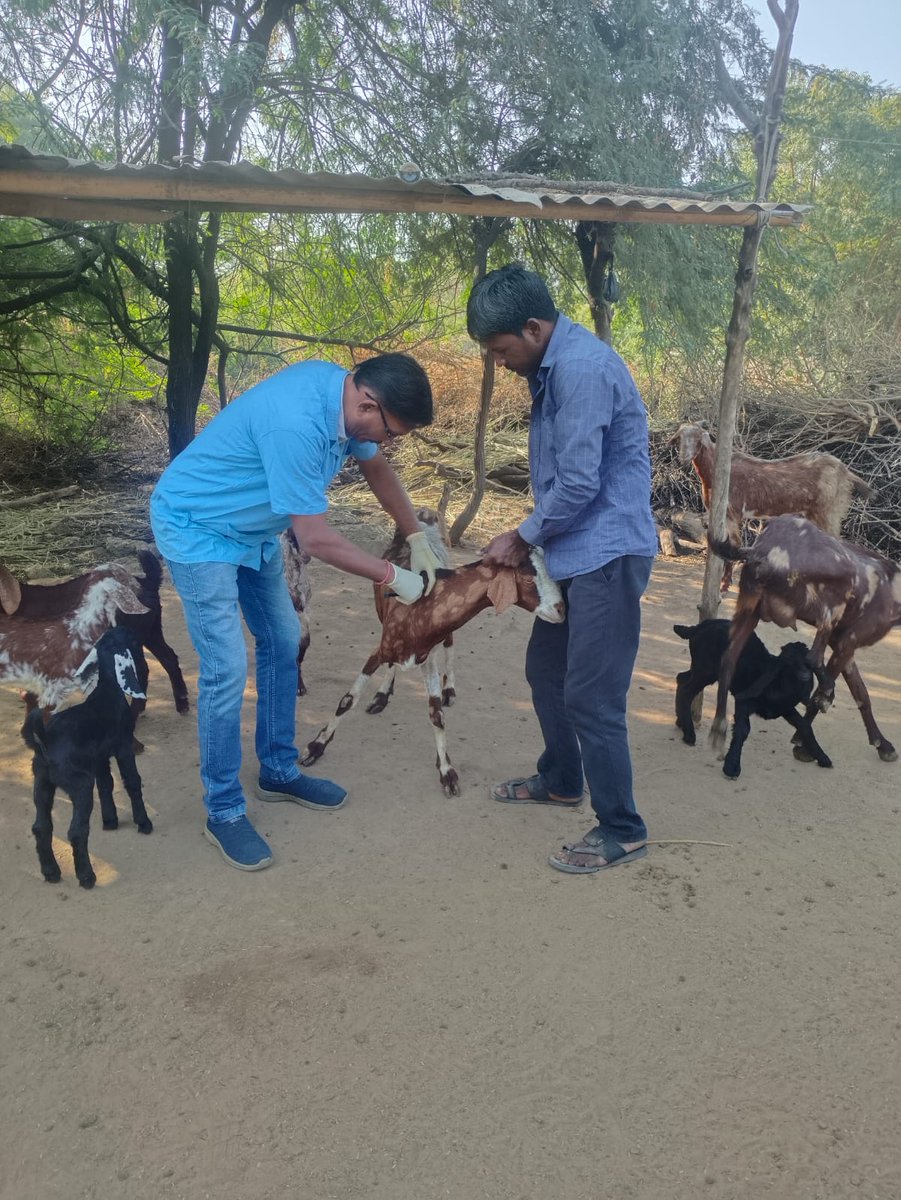 VoRangpurMsn's tweet photo. @DDAHMehsana @ddo_mehsana @CollectorMeh
#mehsana
#animalcare
#doah
#vdrangpur
#diseaseprevention
#goathealth https://t.co/s0xCyhq3gc