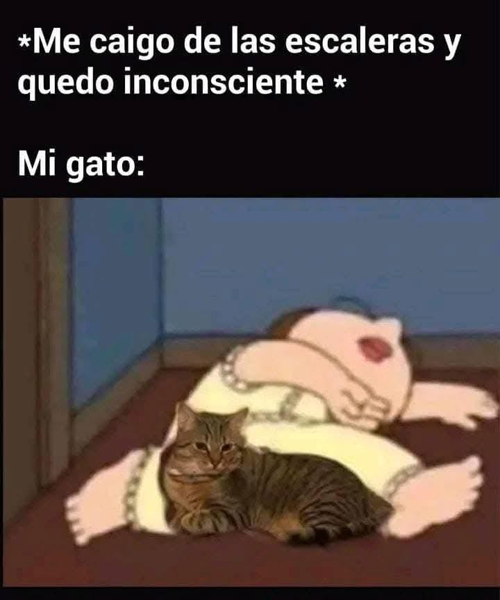 nacional_memes's tweet photo. 🐱 https://t.co/DzitXtr8nQ
