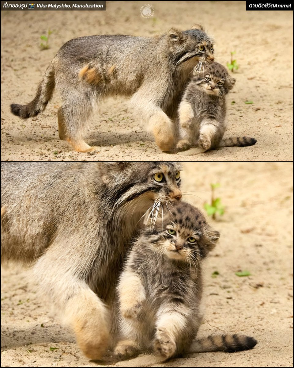 คุณแม่แมวพัลลัสในสวนสัตว์โนโวซีบรีสค์ในรัสเซีย ชื่อ "โลโล" หิ้วลูกชายวัย 5 เดือนของเธอเดินอวดนักท่องเที่ยวไปทั่วบริเวณ ราวกับคุณแม่ที่ชอบอวดลูกชายยังไงยังงั้น สีหน้าของเจ้าตัวเล็กนี่ก็จะแบบ "แม่ หนูโตแล้วนะ หนูอายเค้า" 😹😹😹
แม่ : นี่ลูกชายของฉัน เค้าเป็นเด็กดี เค้าน่ารักไหม 🤭