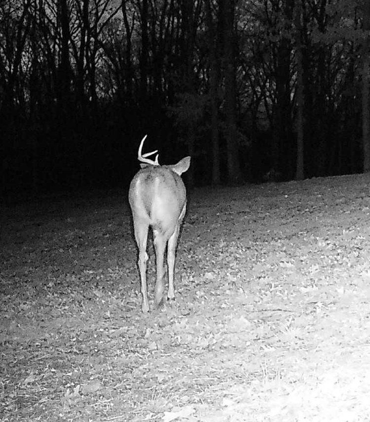 WildMBrands's tweet photo. Being first always makes you stand out. #antlerdrop 
@DEXFINGERLIGHT https://t.co/4ciUBpiDfR