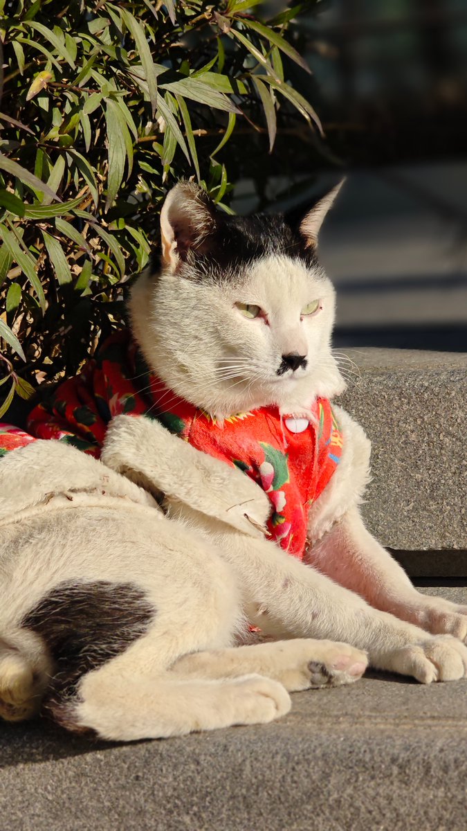 PolystarJapan's tweet photo. おはようございます！横浜は晴れ☀️、気温は10℃。

通勤路で昨日と同じねこちゃんに遭遇🐾
この貫禄ある表情…どこかの街を裏で仕切っていそうな風格！😼
「いつか大業を成し遂げそうだな…」としみじみ思った朝でした。

皆さまも良い一日をお過ごしください🌸
#企業公式が毎朝地元の天気を言い合う https://t.co/rkjd87c0o3
