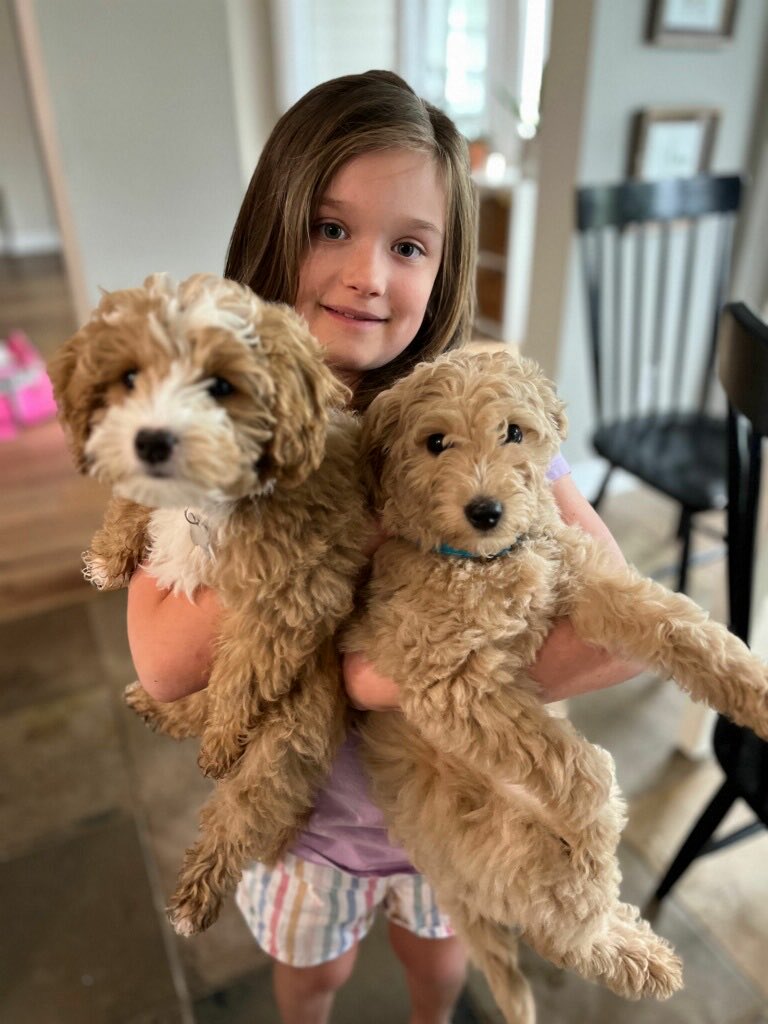 RWallaceFOX26's tweet image. This 9-year-old girl's Christmas wish is to be reunited with her emotional support dog who was apparently stolen in #Fulshear #onlyonfox #fox26 #dogs #missing #reward