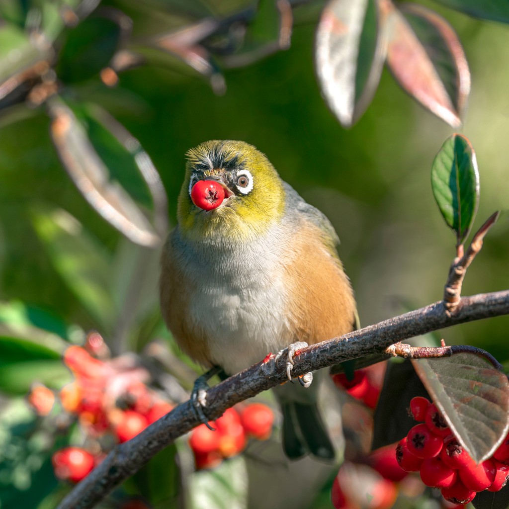 Ho Ho Ho...⁠
⁠
Greetings to you for a happy, healthy and relaxing festive season.⁠
We wish you all the very best for a wonderful New Year.⁠
Peace and joy.⁠
⁠
Cheers, The Greywackers⁠
⁠⁠
📷️ l8r.it/dHlJ
Tauhou (waxeye) feasting on 'festive' berries⁠