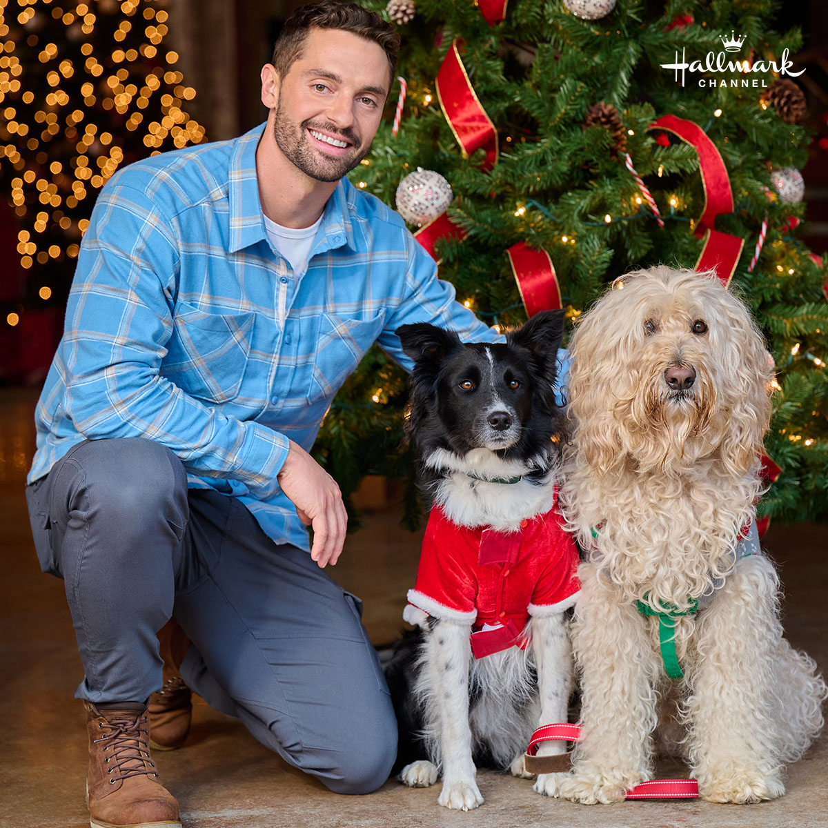 FindMrChristmas's tweet photo. Those puppy dog eyes! 🐶❤️  Watch the premiere of #HappyHowlidays TONIGHT on @HallmarkChannel at 8/7c! https://t.co/dIXuWgYMrN