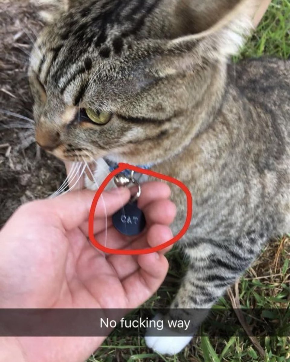 Punch Cat (@punchingcat) on Twitter photo 