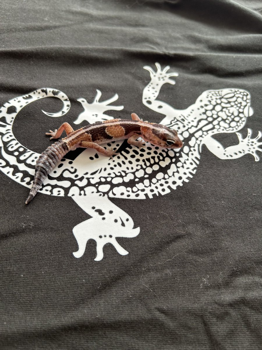 suzune12121's tweet photo. @REPTILESTYLE_ 
様から一足早くサンタが来ました
島尾と記念撮影
早くどこかに出かけて
見せびらかしたいです
ありがとうございます https://t.co/lm76M8RW3U