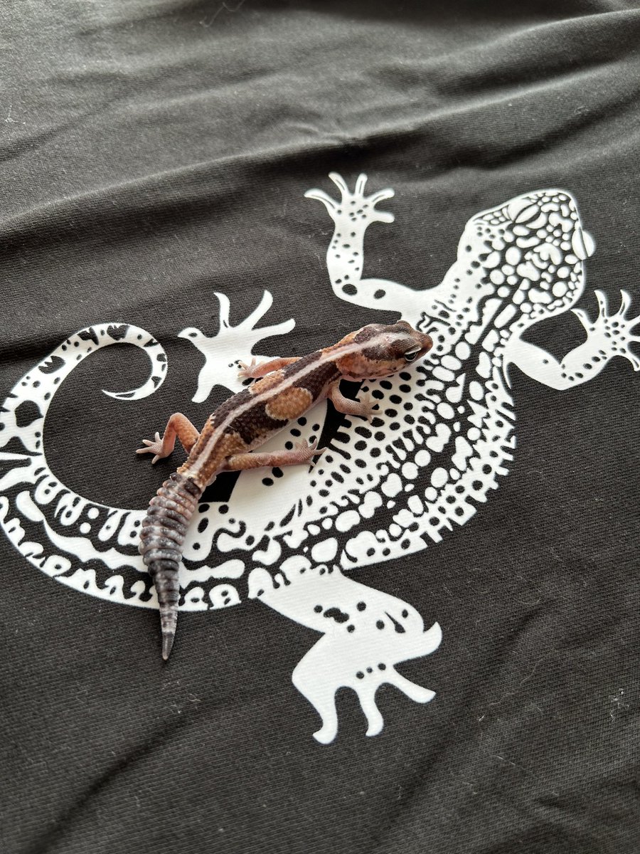 suzune12121's tweet photo. @REPTILESTYLE_ 
様から一足早くサンタが来ました
島尾と記念撮影
早くどこかに出かけて
見せびらかしたいです
ありがとうございます https://t.co/lm76M8RW3U