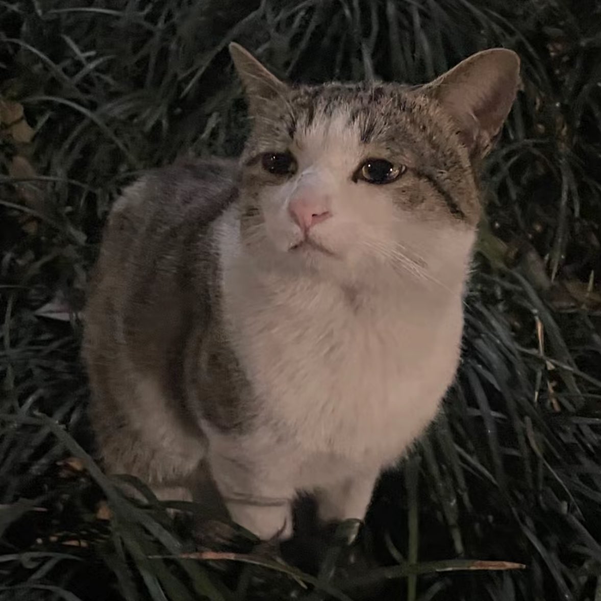PunchingCat's tweet photo. why is he so sad :( https://t.co/OncZQ5m9Ji
