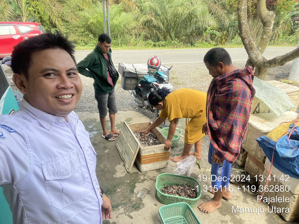 ammank_thoogie's tweet photo. Kamis (19/12), Andi Arman, Luhkan Kab. Pasangkayu, di Pokdakan Maju Bersama Ds Pajalele, mendampingi Panen Udang Vaname, Tradisional, Sebanyak 60 kg, Luas Tambak 20.000 m2, bobot panen  7 gr, harga 45.000/kg #GiatLuhkanSatminkalMaros #Pasangkayu #Panen https://t.co/czqYEncxOQ