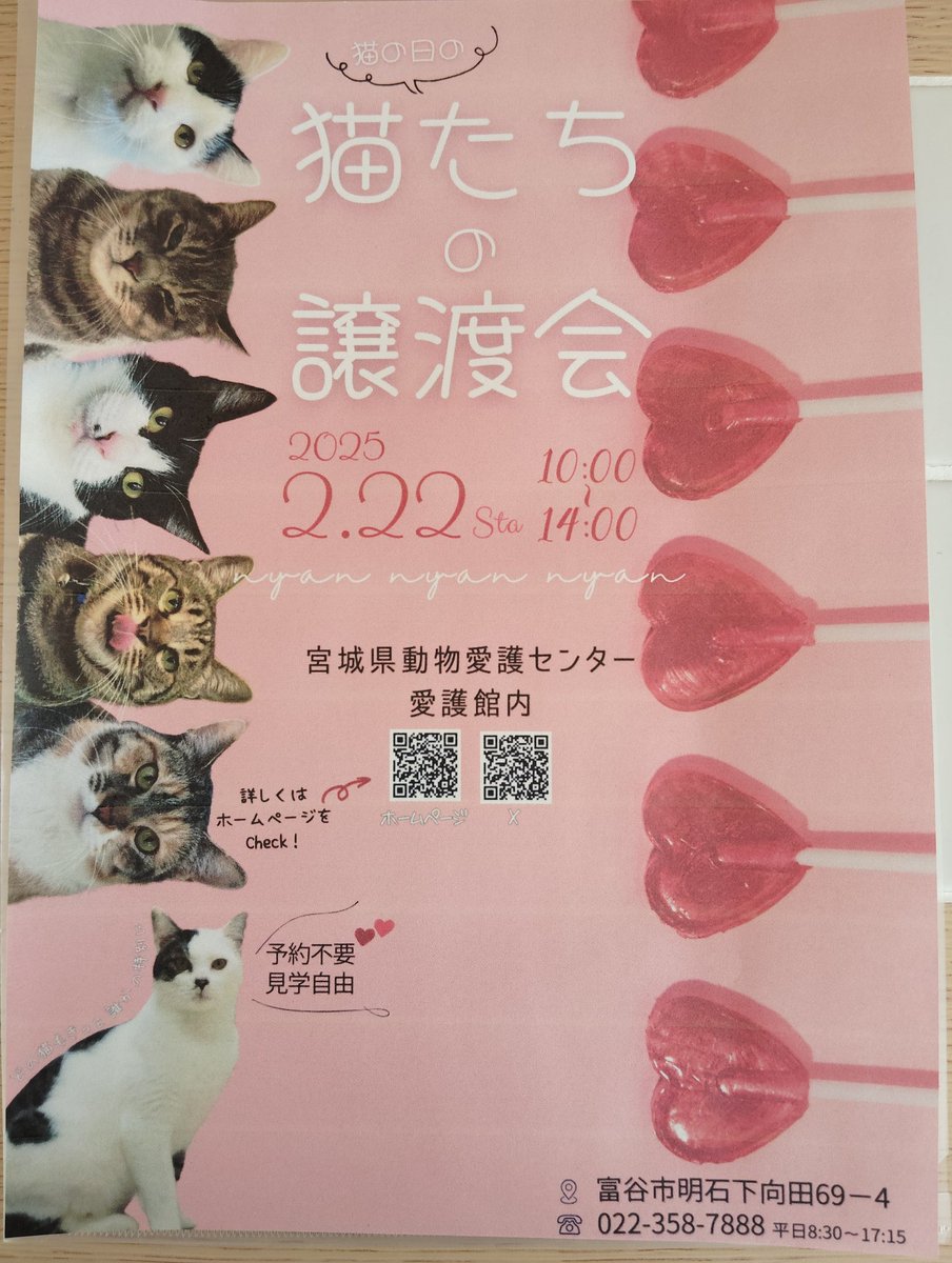 buffy_0719's tweet photo. 2月22日10時〜（ニャンニャンニャンの日）猫の譲渡会があるそうです。優しい家族と出会えますように🐾

#猫
#譲渡会
#宮城県動物愛護センター https://t.co/LBX9fHc241