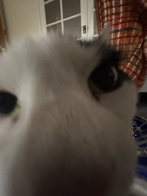 CatsWhichAreAbnormallyCloseToCameras tweet media