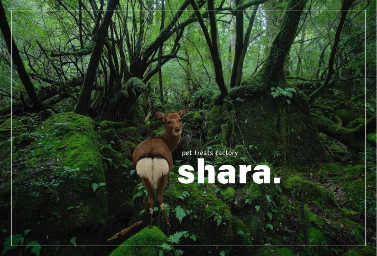 shara_dog's tweet photo. 人々の安全な暮らしを守るため、やむを得ず動物の命をいただくことがあります。動物の命の大切さを忘れずに、感謝の気持ちを持ち続けたいと思います。　#屋久鹿 #ヤクシカ #鹿肉 #ジビエ #わんこの手作りごはん #犬のいる暮らし https://t.co/LTgMNmX29h