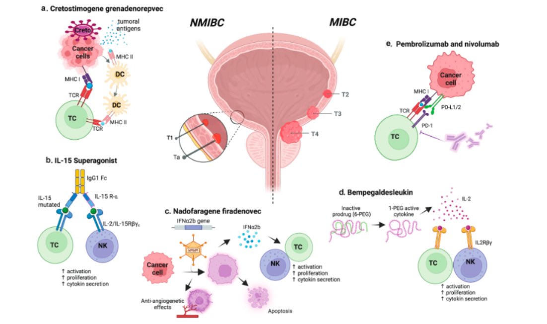 Francesco Massari (@fmassari79) on Twitter photo 📢 State of the art of adjuvant immunotherapy in urothelial cancer: New developments and upcoming changes
⚠️ Out now by Elisa Tassinari and Linda Danielli, two rising stars of GU Team in Bologna
<a href="/vmollica7/">veronica mollica</a> <a href="/Unibo/">Università di Bologna</a>
tandfonline.com/doi/full/10.10… 📢 State of the art of adjuvant immunotherapy in urothelial cancer: New developments and upcoming changes
⚠️ Out now by Elisa Tassinari and Linda Danielli, two rising stars of GU Team in Bologna
<a href="/vmollica7/">veronica mollica</a> <a href="/Unibo/">Università di Bologna</a>
tandfonline.com/doi/full/10.10…