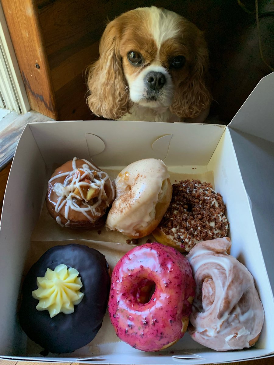 MKEstes's tweet photo. Bucky’s favorite donut maker is trying to buy a truck so everyone can have more delicious @ruckusdonuts - and he’s only got 5 days to raise the last bit. Please help us, donut lovers, wherever you are!
.

https://t.co/X9ZIcEzs9t
.
#puppies #love #donuts #help #thankyou https://t.co/bFdq1DFAtk