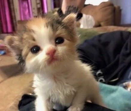 smol silly cat tweet media