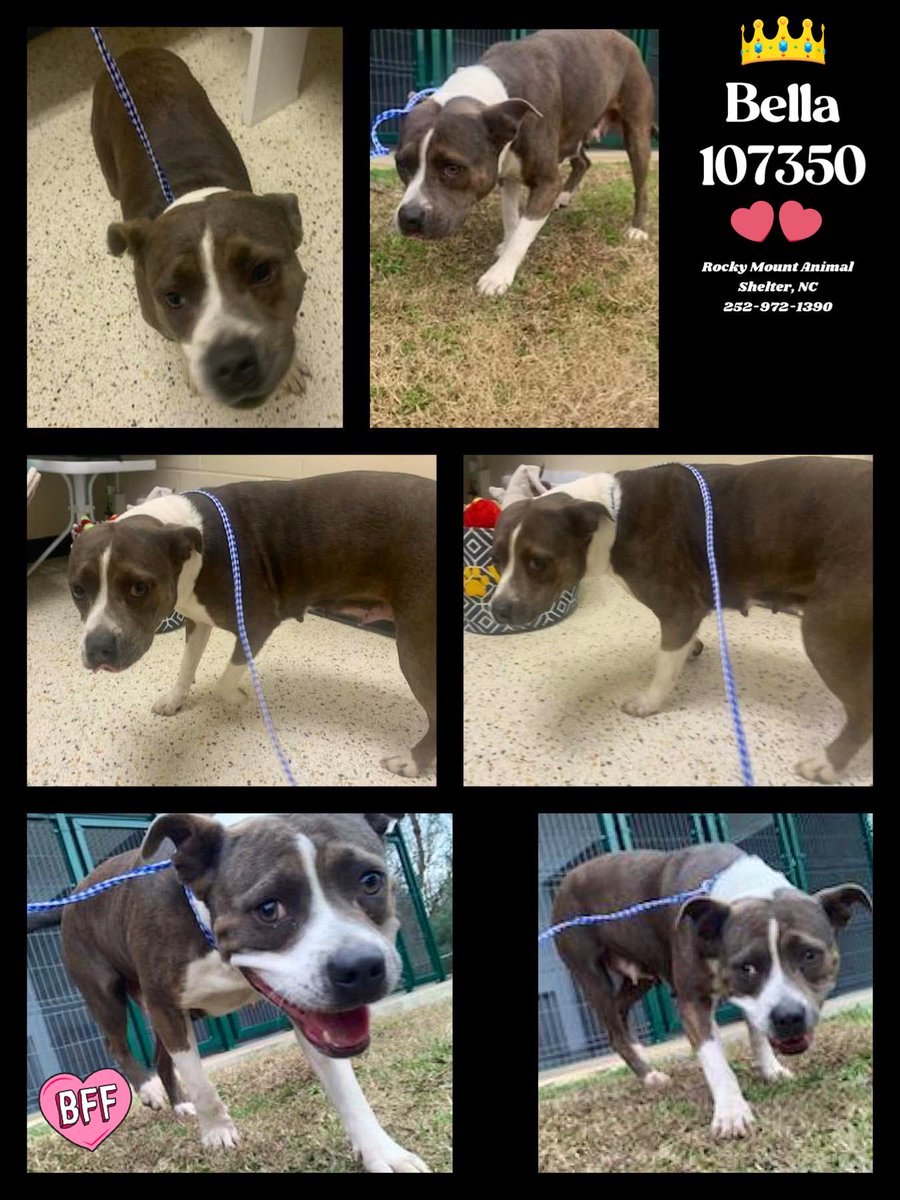 Dubs4Mutts's tweet image. ✨Beautiful 🐶 BELLA 💝 is looking for a forever family in #RockyMount #NorthCarolina 40lbs quiet, loving calm girl! Bella is 👍🏼 w/other 🐕s &amp;amp; can’t wait to meet YOU! #AdoptMe 🙏🏻🏡♥️ Shelter is FULL 🆘 Needs OUT now 😢#FostersSaveLives 📧 rmcriticalnetworking@gmail.com for ℹ️…