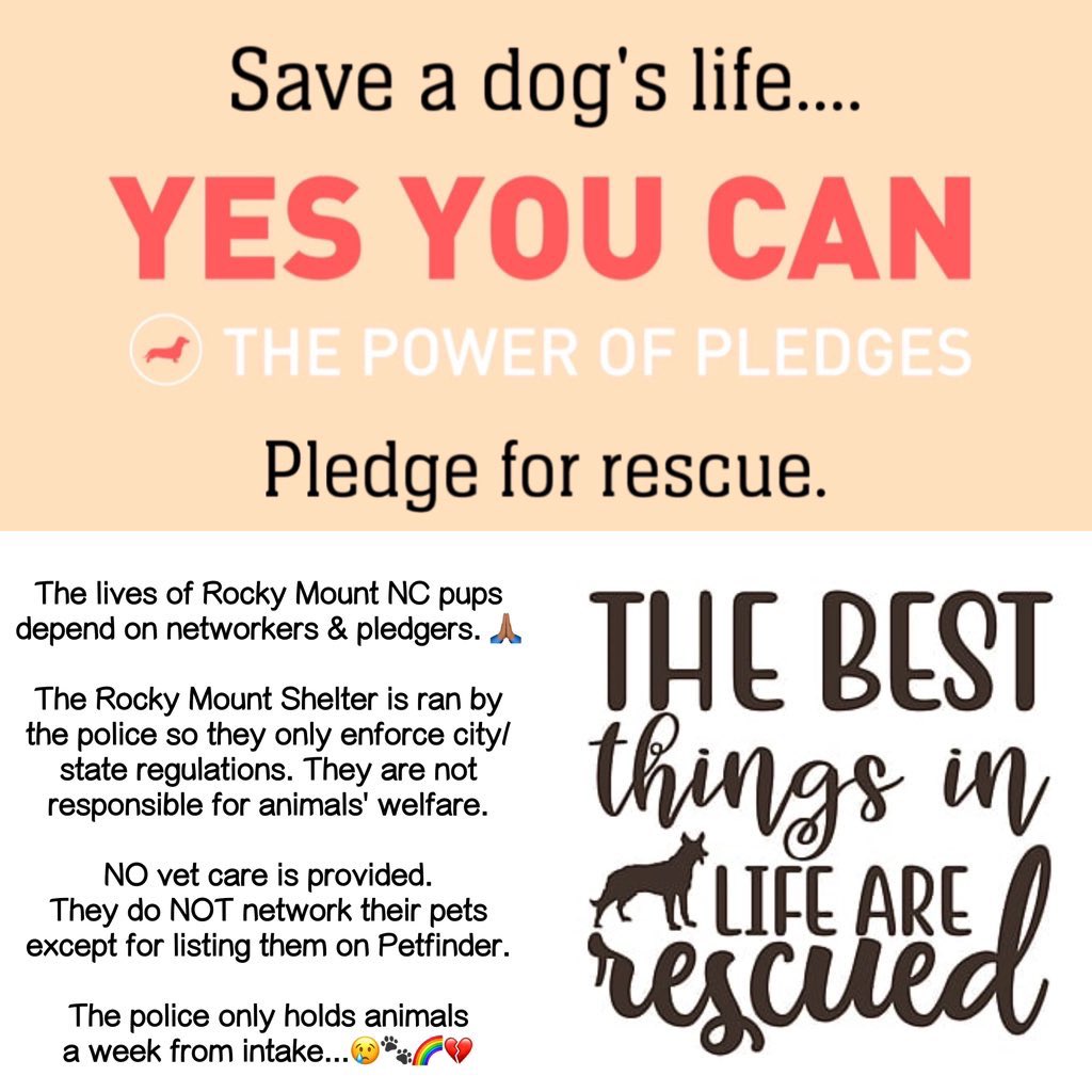 Dubs4Mutts's tweet image. ✨Beautiful 🐶 BELLA 💝 is looking for a forever family in #RockyMount #NorthCarolina 40lbs quiet, loving calm girl! Bella is 👍🏼 w/other 🐕s &amp;amp; can’t wait to meet YOU! #AdoptMe 🙏🏻🏡♥️ Shelter is FULL 🆘 Needs OUT now 😢#FostersSaveLives 📧 rmcriticalnetworking@gmail.com for ℹ️…