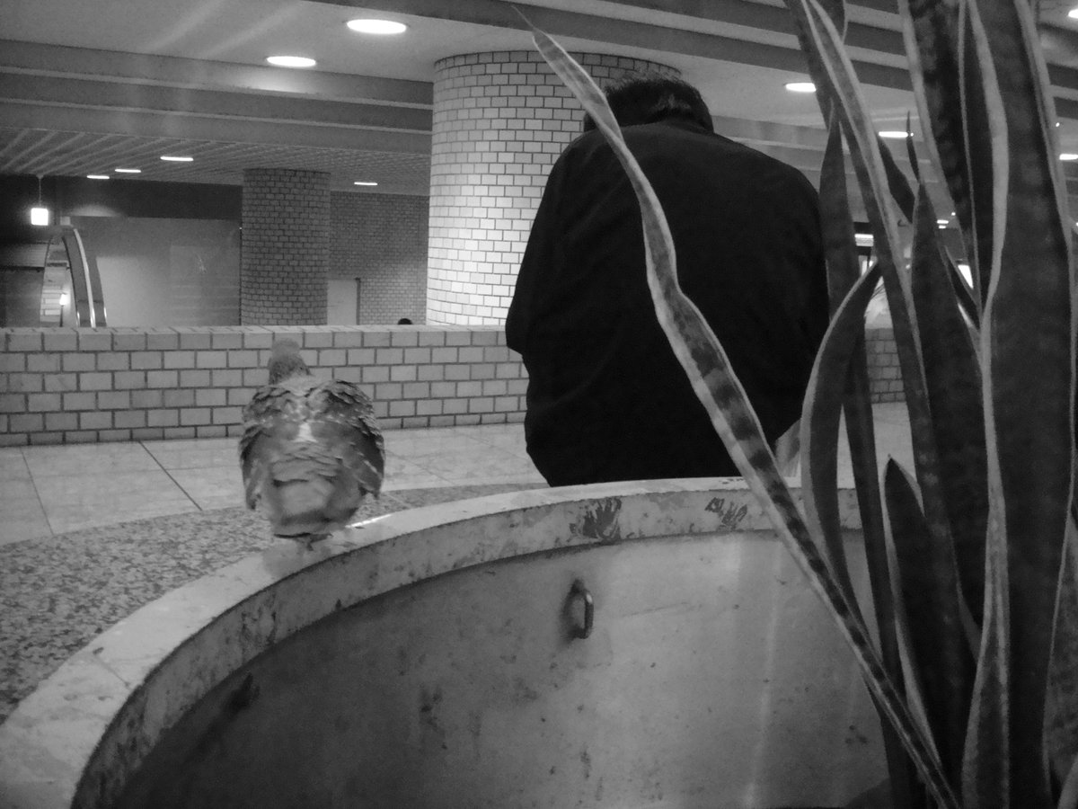 Pigeon and Man