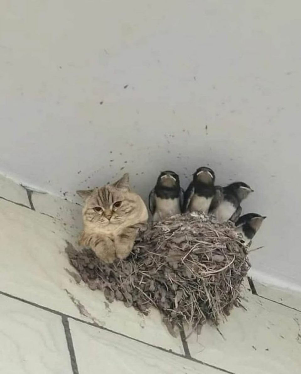 neko2time's tweet image. なぜそこに？