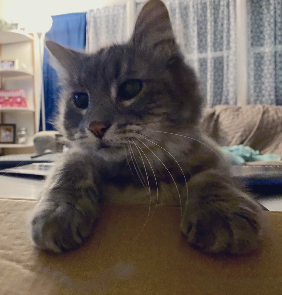 🎶🎶Do you see what I see?🎶🎶
A WiFi, a WiFi popping outta a box with claws as sharp as a knife, with claws as sharp as a knife! 🎶. #Christmas  #CatsOnTwitter  #WiFi