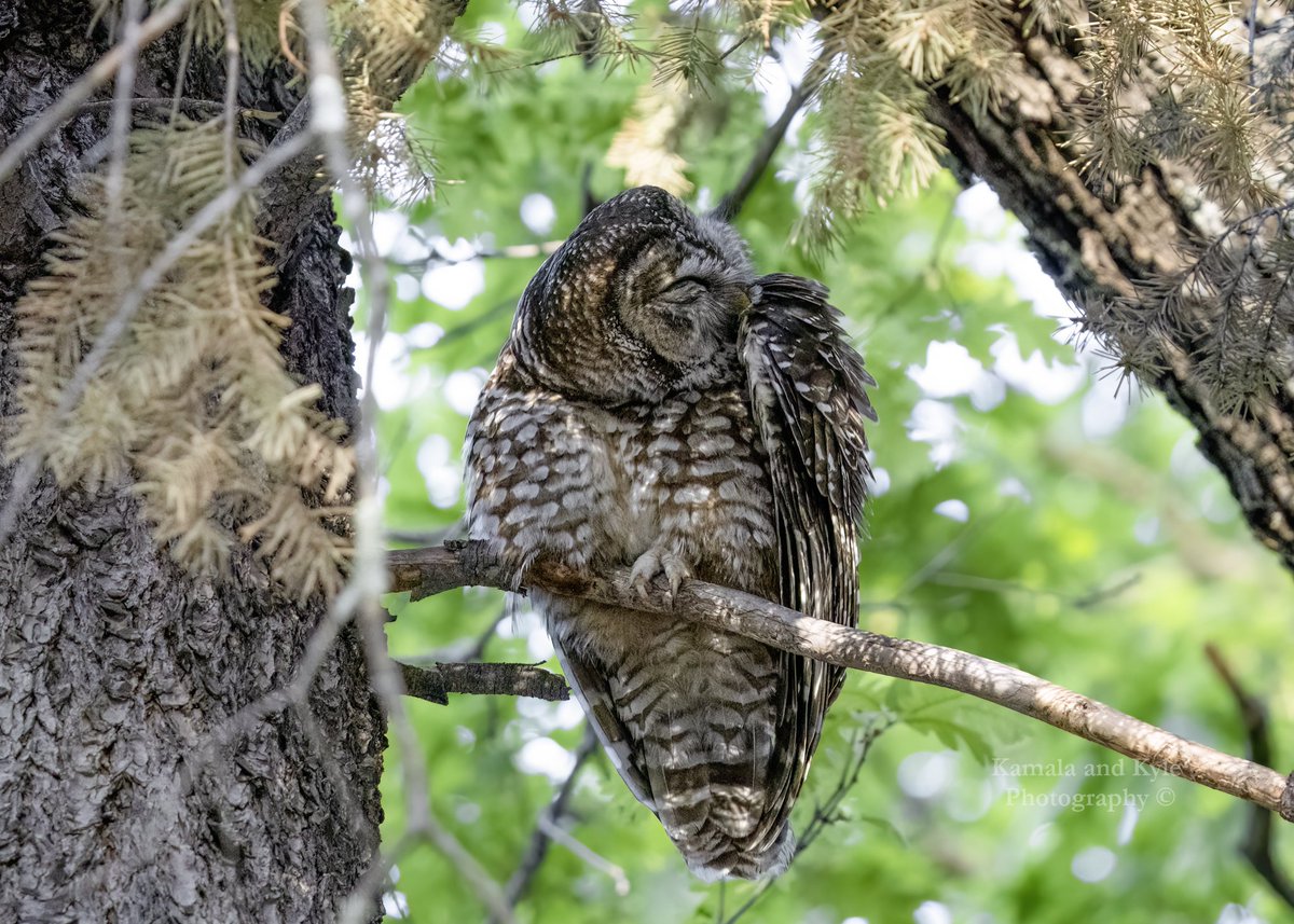 KamalaKyle's tweet image. A huge thank you to our followers for supporting us as we explore, capture and share the beauty of nature!

#spottedowl #spottedowls #savethespottedowl #ethicalwildlifephotography #owlsofamerica #owlsofnorthamerica #arizonaowls #owlsofarizona #wildlifephotography #owls #nature