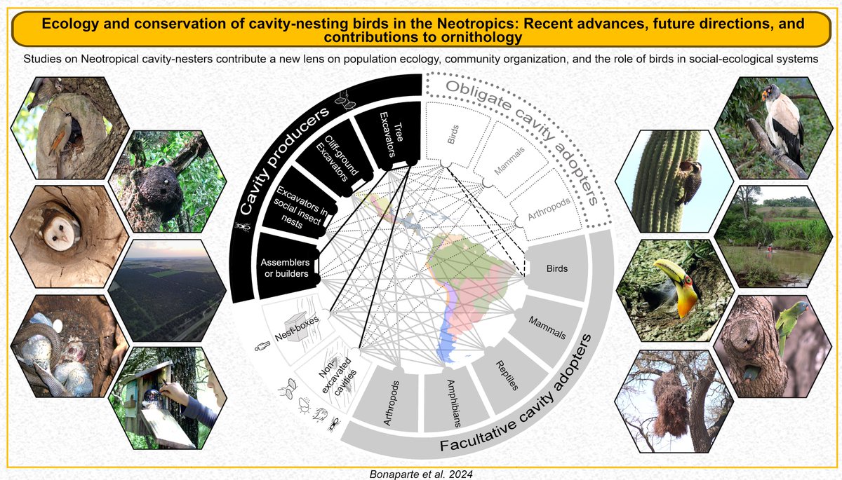 Published today "Editor's Choice" (free access) in Ornithological Applications - Ecology and conservation of cavity-nesting birds in the Neotropics: Recent advances, future directions, and contributions to ornithology.

doi.org/10.1093/ornith…