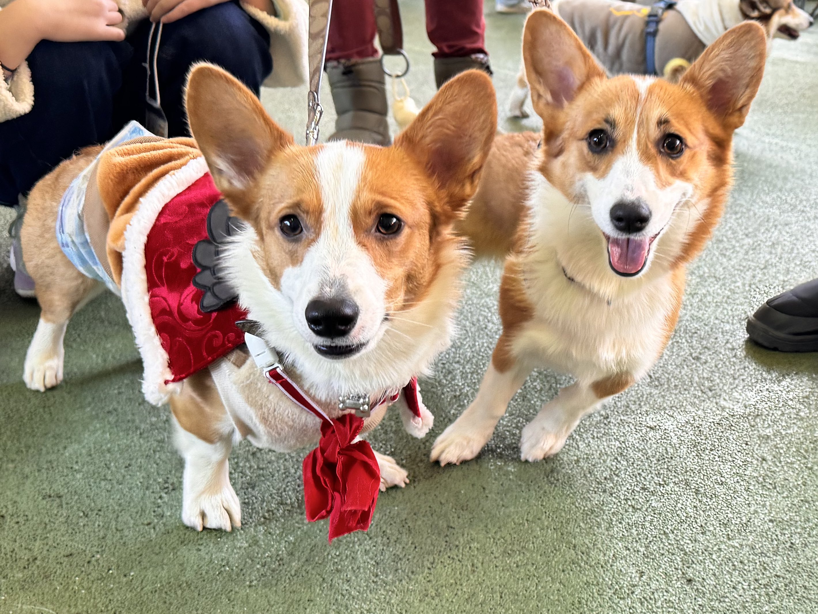 チーキー・リトル・パピィー ボネットを被ったダルメシアンのチーキー