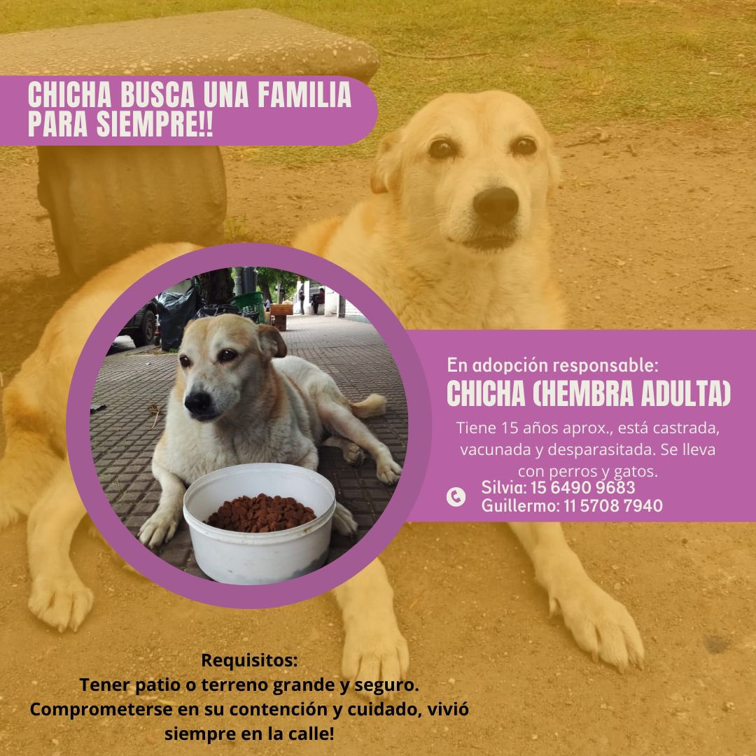 🚨De las historias más tristes que leí: 
Chicha vivió toda su vida en la calle con su mejor amigo perruno (Polaco). A él lo mataron unos indigentes y ella quedó sola en el mismo lugar. Queremos que pase sus últimos años rodeada de amor. Hay que difundir en todos lados. Buenos