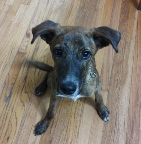 Soy Balam y tengo 5 meses. Estoy vacunado y esterilizado. Convivo con perros. Soy amoroso y juguetón. Talla mediana chica. Estoy buscando una familia que me cuide y a quién amar. Si quieres conocerme vamos a ser muy felices.

Más info en adoptaunamascota.com.mx/perros/balam-a…