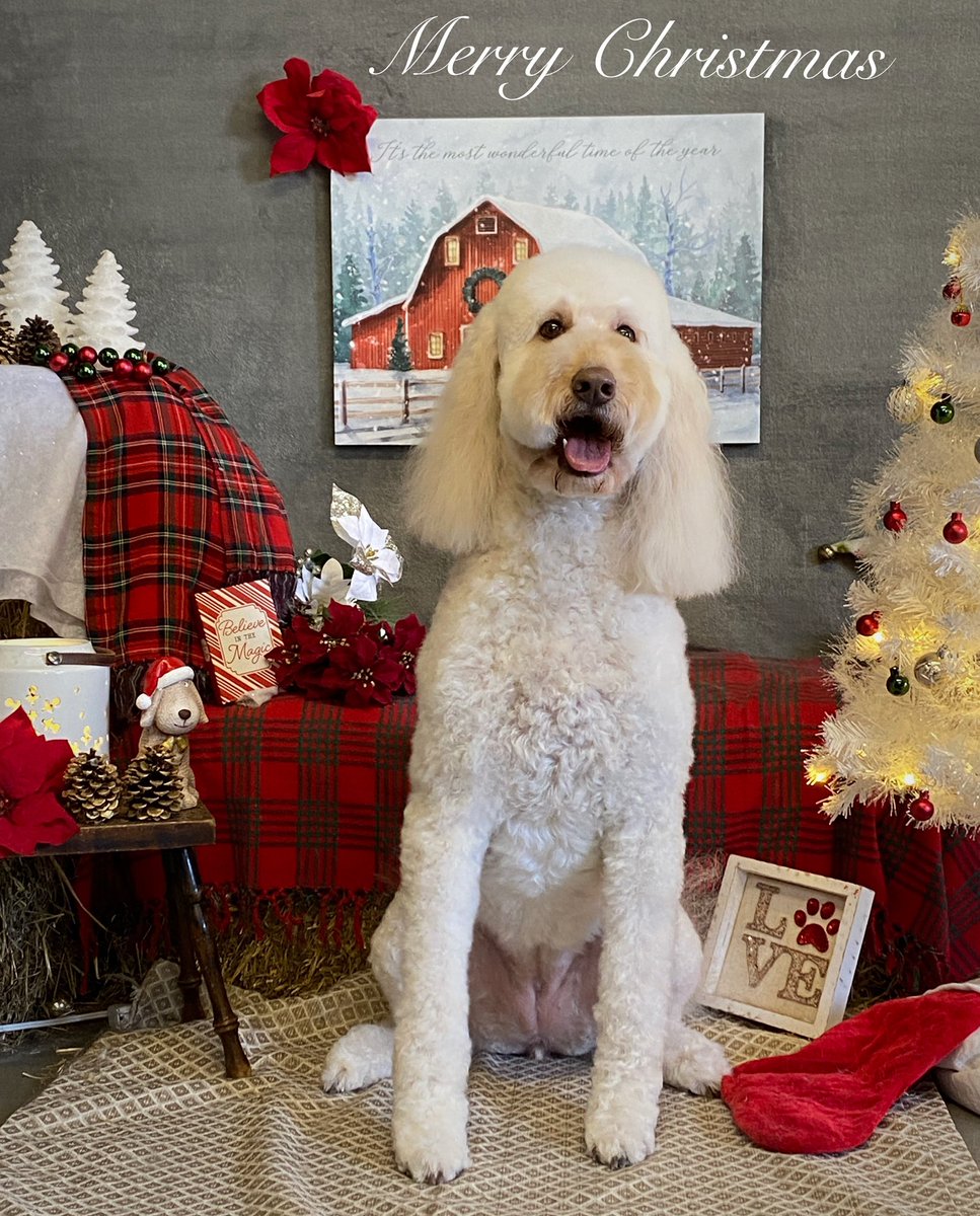 CaraSouthpaw's tweet photo. It’s not all doom and gloom!  More Christmas Pictures!  All of December every client receives a complementary Christmas Picture with their grooming ❤️Merry Christmas! https://t.co/1qL6IOrXO1