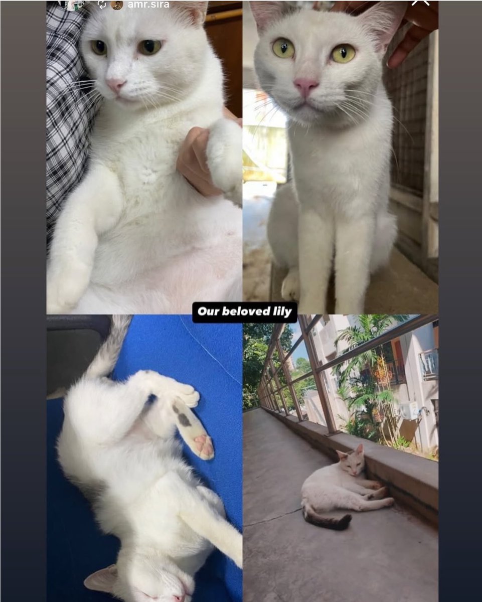 Hi everyone, thankyou so much for the engagement but today, another cat, Lily has fallen victim to the same brutal tactic of dismemberment.

Please share🙏🏻
Kucing, anjing, tak boleh defend themselves but only our voices can.