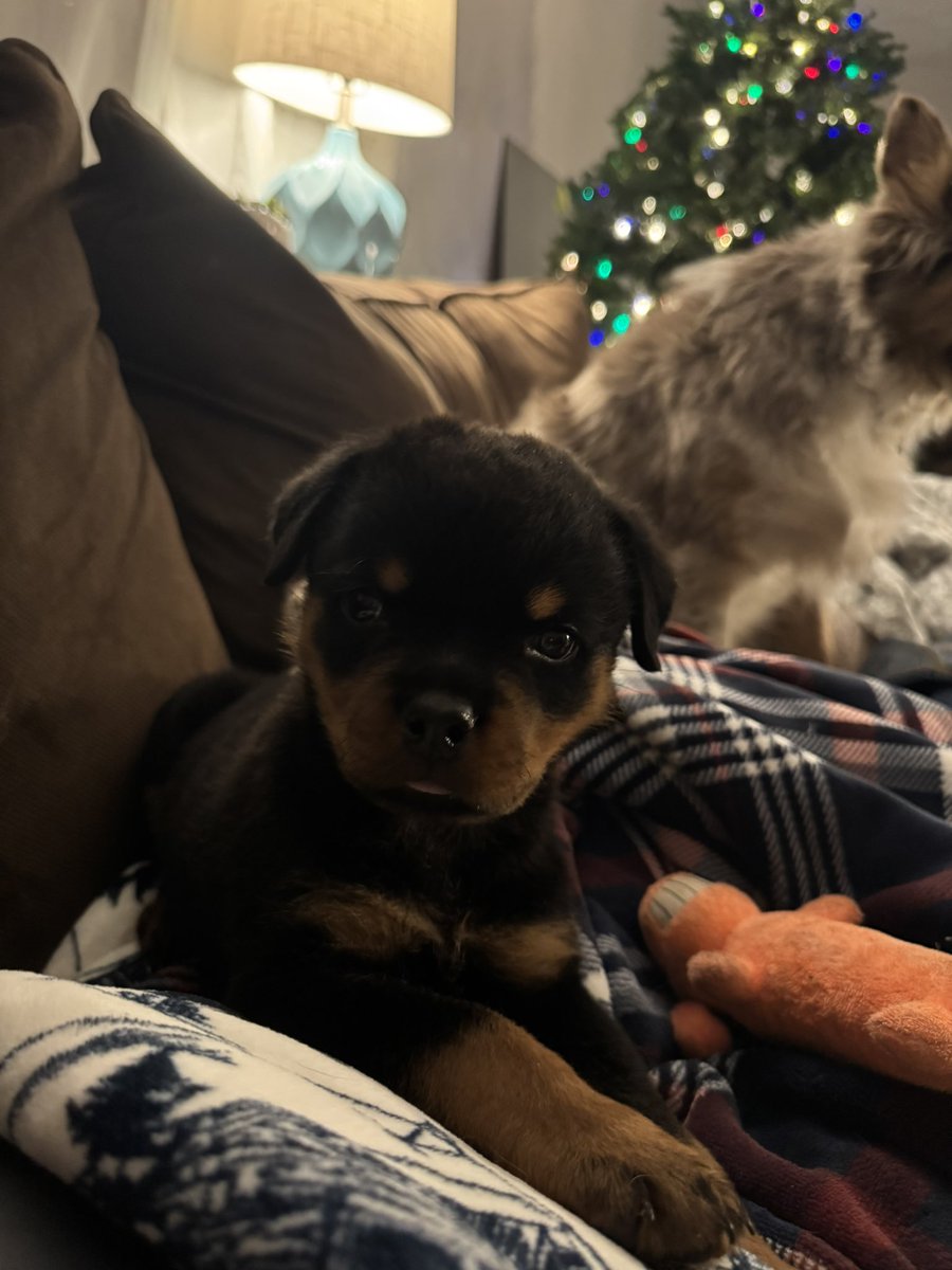 King Rottweilers tweet media