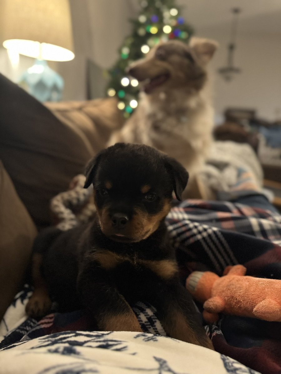 King Rottweilers tweet media