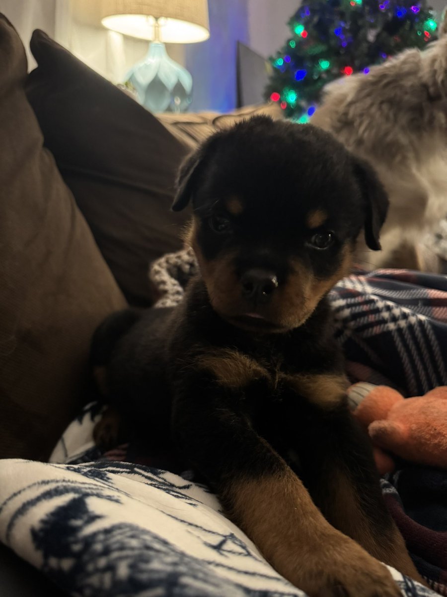 King Rottweilers tweet media