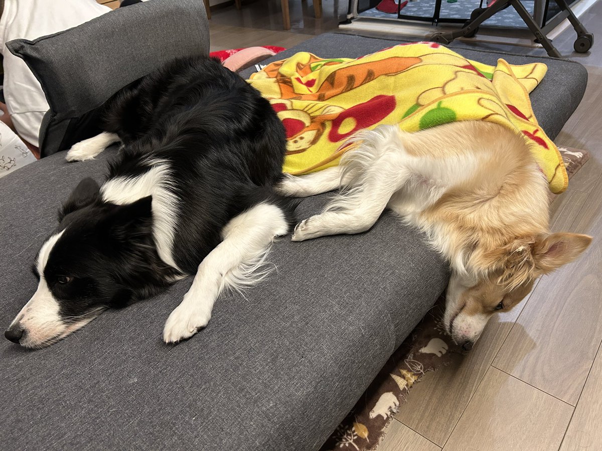 mugyanzu's tweet photo. 仲良くお昼寝😴むぎちゃんは首が痛くないのかな...？ https://t.co/biS9N3Yt6s