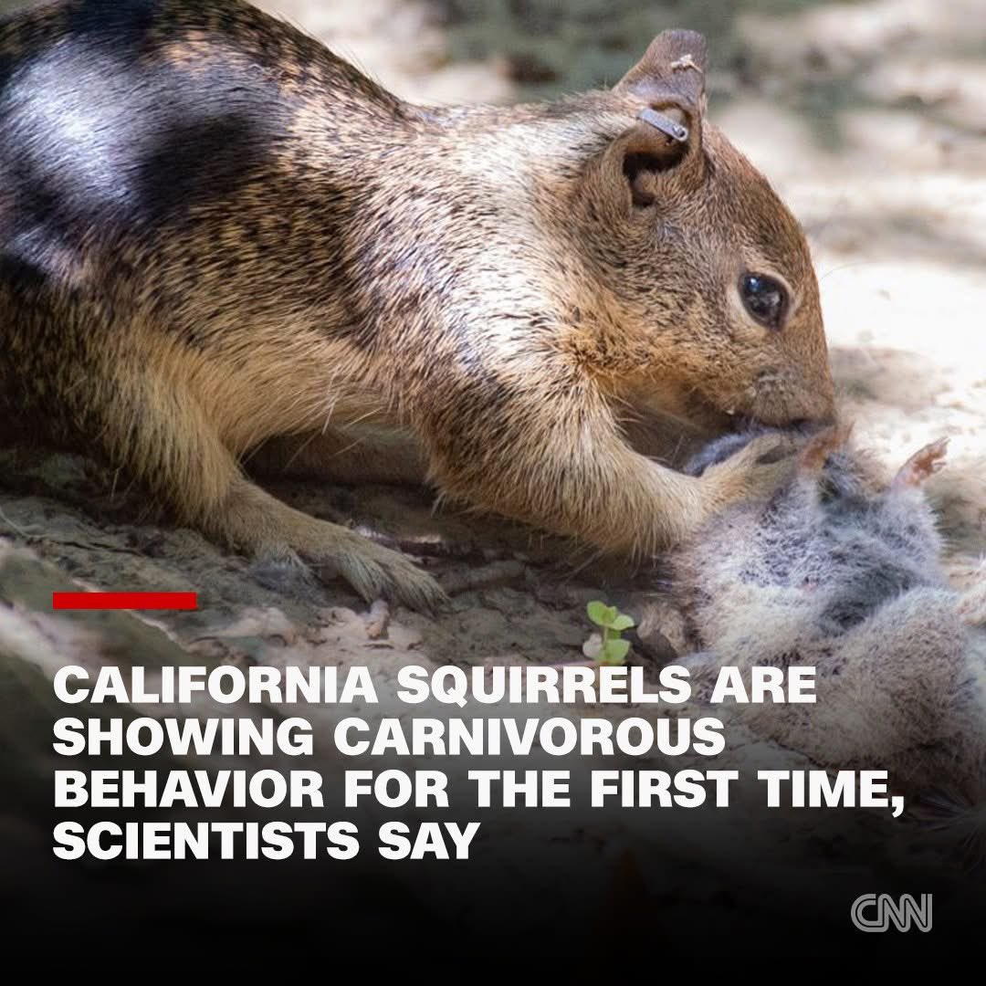 PercRodgers tweet media