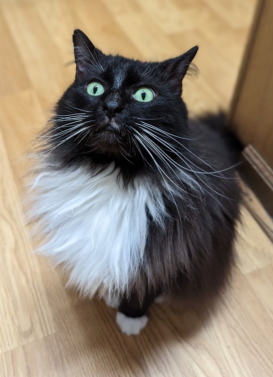 spireggs's tweet photo. Find Us Cats is a hidden object game starring our favorite feline friends! 
 
😸 Demo of The Planetarium #Space Level on @itchio &amp; @Steam
🖼️Get Custom #Art of Your #Cat
🎨 Bonus Coloring Book Mode 
😻 Kickstarter Live Now!

https://t.co/Wa4jQjsZkN

#FindUsCats #gamedev #indiedev https://t.co/X7jWpGDeXg