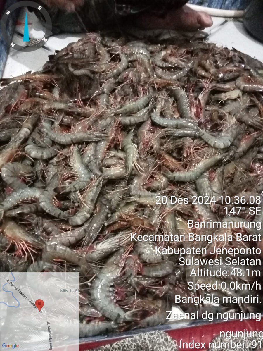 PiSyuhada's tweet photo. Syuhada LuhKKP Jeneponto, Jumat (20/12/2024) terima laporan produksi udang Windu via WA sebanyak 10 kg a)Rp. 90.000 dari Pokdakan Bangkala Mandiri Desa Tuju Kecamatan Bangkala Barat Kabupaten Jeneponto. #LuhLapor #GiatLuhSatminkalMaros #BRPBAPPPMaros @pusluh_bppsdm https://t.co/u9evTIuXlA