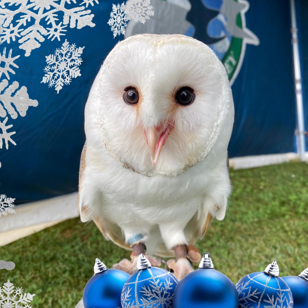 Still looking for the perfect last-minute Christmas gift?

cjsbirdsofprey.co.uk/category/all-p…

Instant e-tickare availableets  now!