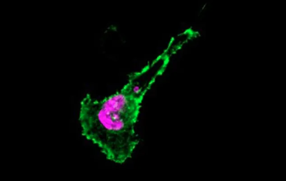 L’équipe du Dr Amigorena <a href="/Inserm/">Inserm</a>/<a href="/institut_curie/">Institut Curie</a> a caractérisé plus de 1000 protéines inédites intégrant des éléments transposables. Publiés dans <a href="/CellCellPress/">Cell</a>, ces travaux ouvrent la voie à une meilleure compréhension des fonctions des protéines.

▶️ curie.fr/actualite/rech…