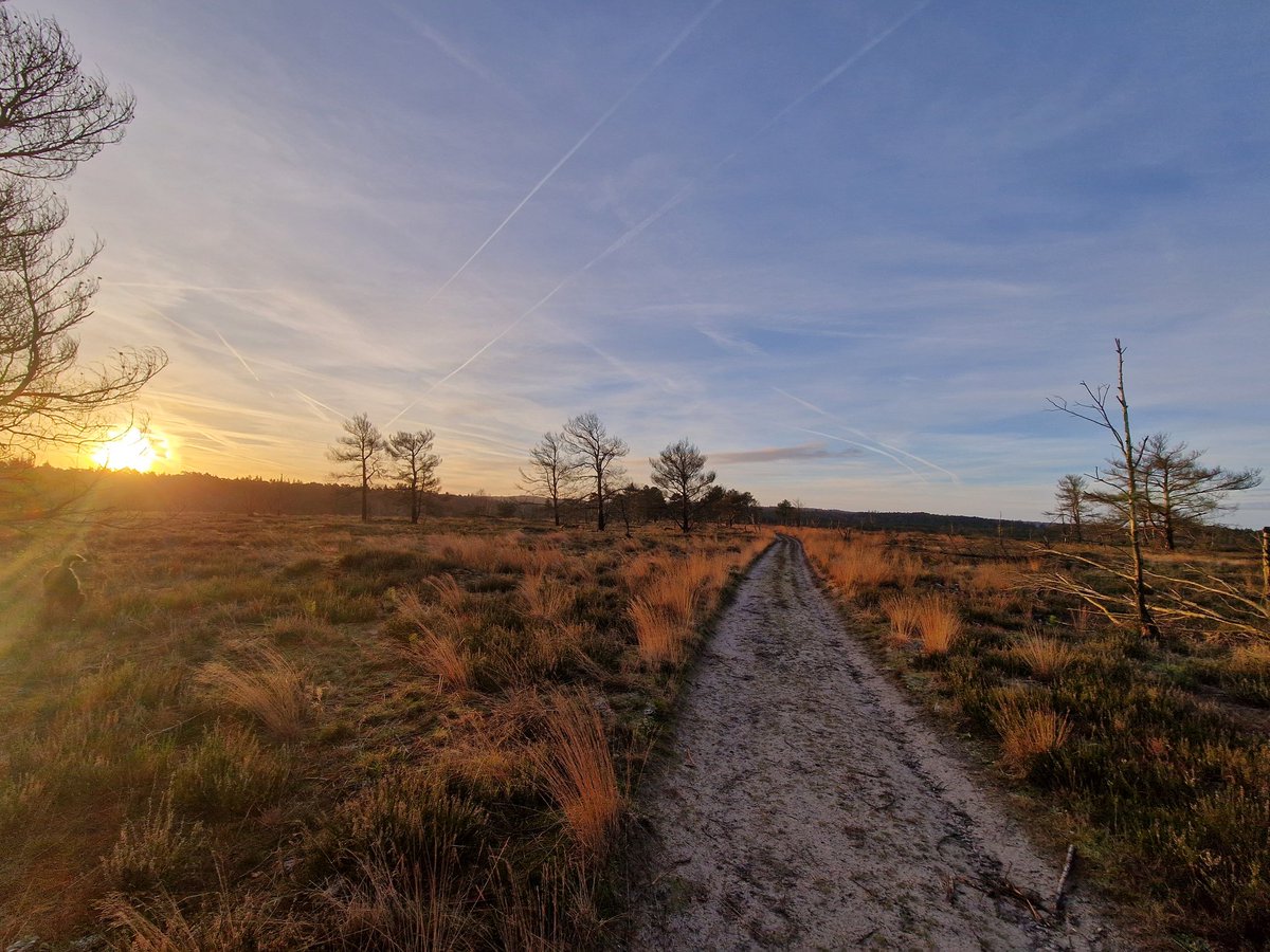 Beautiful Hankley Common this morning