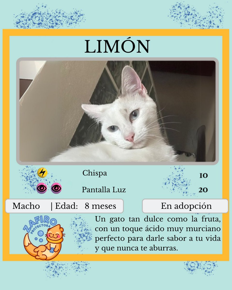 ZafiroProte's tweet photo. 🩵LIMÓN EN ADOPCIÓN🩵

Este pequeño bombón blanco fue encontrado en la huerta cuando era apenas un bebé en busca de una segunda oportunidad 🌱

¿Le das a Limón la oportunidad de ser parte de tu familia? 🏠💛

🎂 8 meses
📍 Murcia, puede viajar
🍃 Difusión para llegar a su familia https://t.co/YERZlMWXJo
