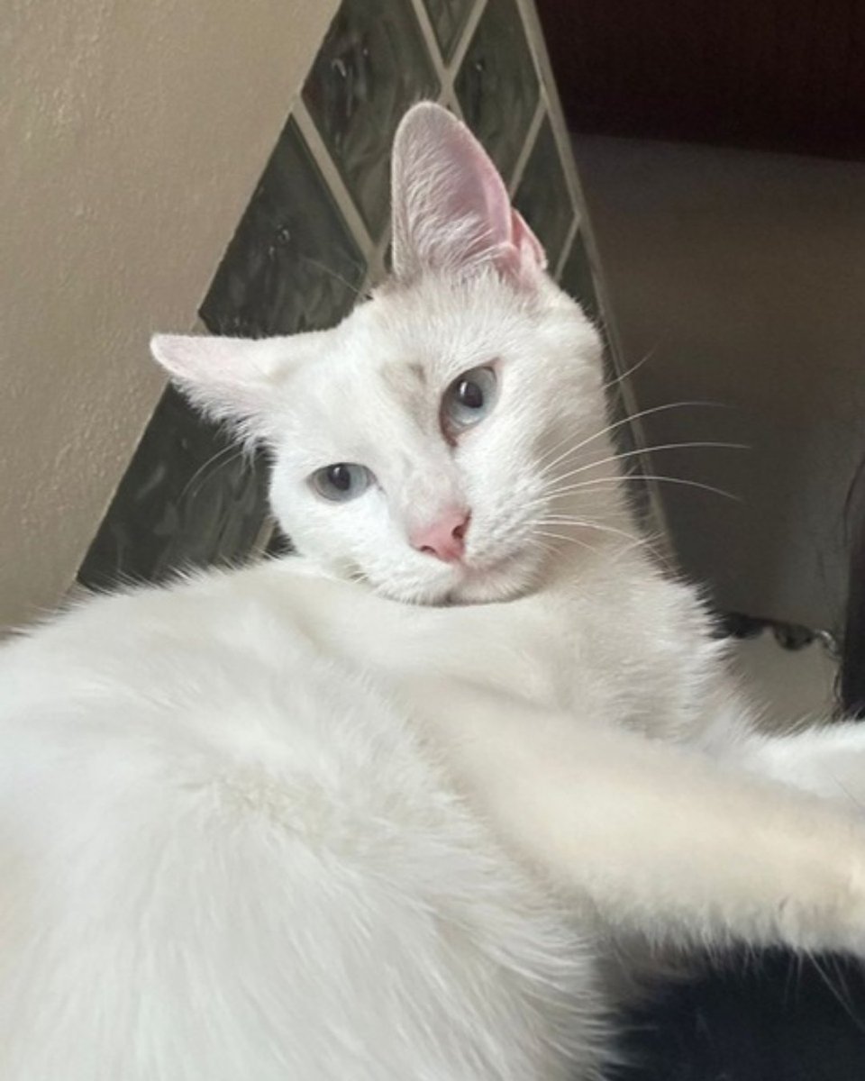 ZafiroProte's tweet photo. 🩵LIMÓN EN ADOPCIÓN🩵

Este pequeño bombón blanco fue encontrado en la huerta cuando era apenas un bebé en busca de una segunda oportunidad 🌱

¿Le das a Limón la oportunidad de ser parte de tu familia? 🏠💛

🎂 8 meses
📍 Murcia, puede viajar
🍃 Difusión para llegar a su familia https://t.co/YERZlMWXJo