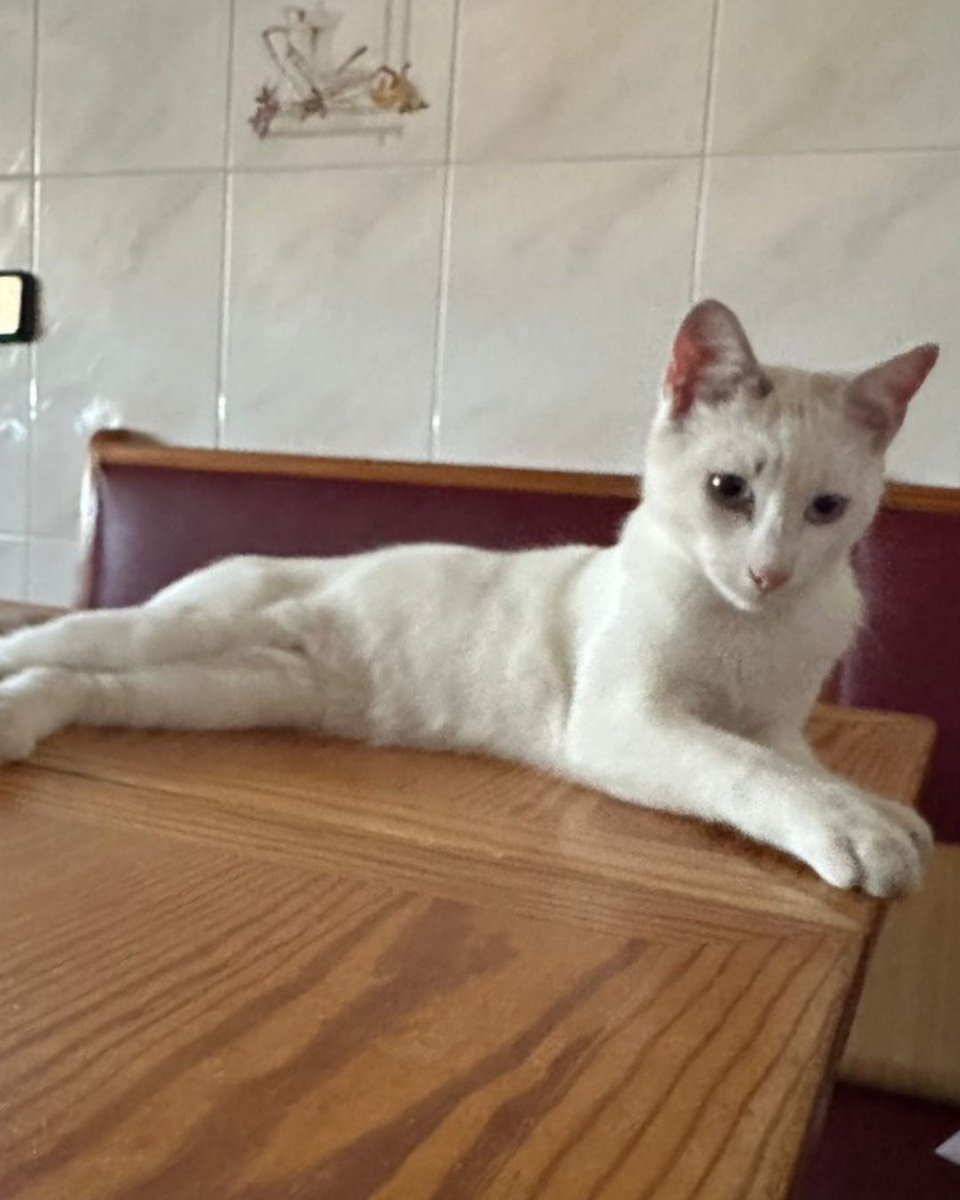 ZafiroProte's tweet photo. 🩵LIMÓN EN ADOPCIÓN🩵

Este pequeño bombón blanco fue encontrado en la huerta cuando era apenas un bebé en busca de una segunda oportunidad 🌱

¿Le das a Limón la oportunidad de ser parte de tu familia? 🏠💛

🎂 8 meses
📍 Murcia, puede viajar
🍃 Difusión para llegar a su familia https://t.co/YERZlMWXJo