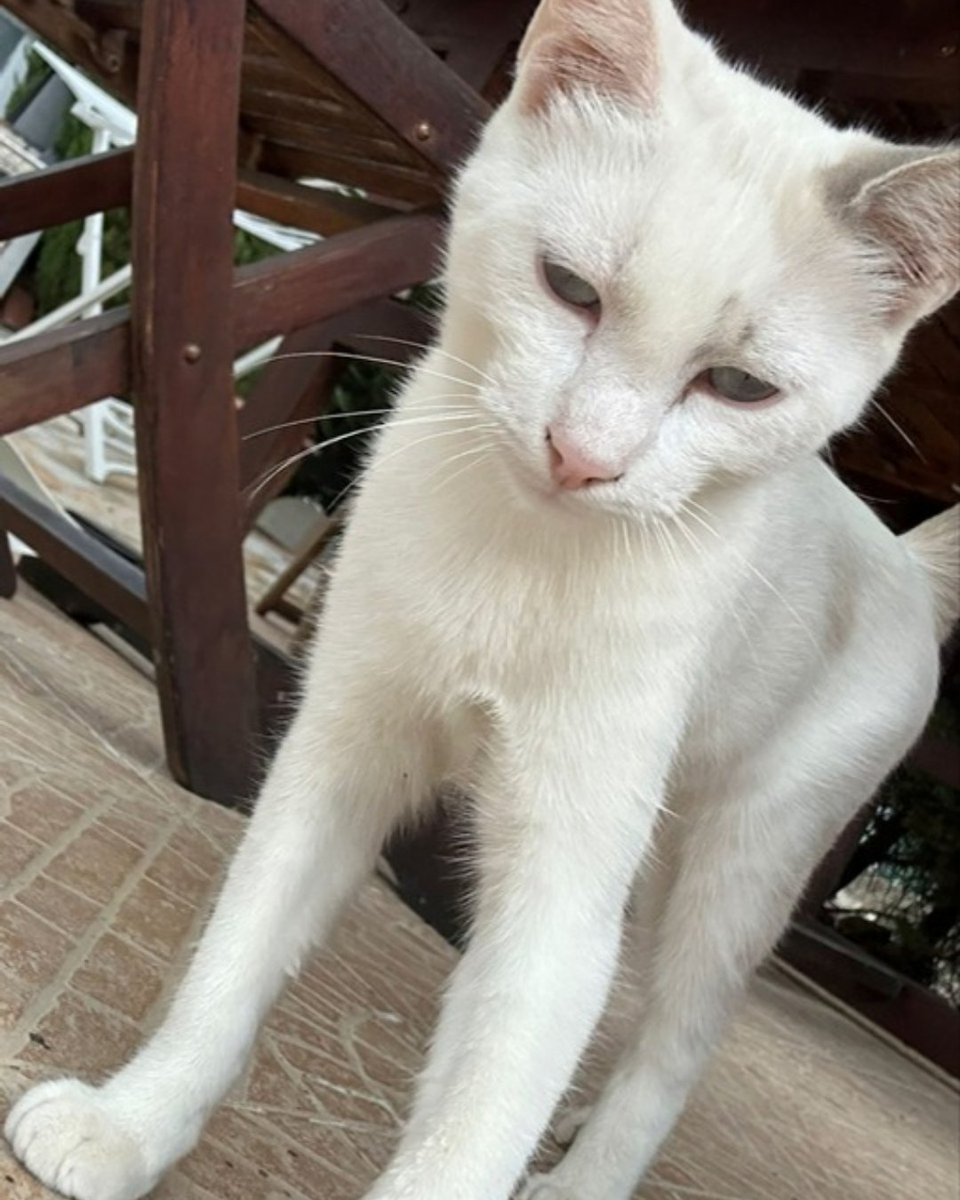 ZafiroProte's tweet photo. 🩵LIMÓN EN ADOPCIÓN🩵

Este pequeño bombón blanco fue encontrado en la huerta cuando era apenas un bebé en busca de una segunda oportunidad 🌱

¿Le das a Limón la oportunidad de ser parte de tu familia? 🏠💛

🎂 8 meses
📍 Murcia, puede viajar
🍃 Difusión para llegar a su familia https://t.co/YERZlMWXJo