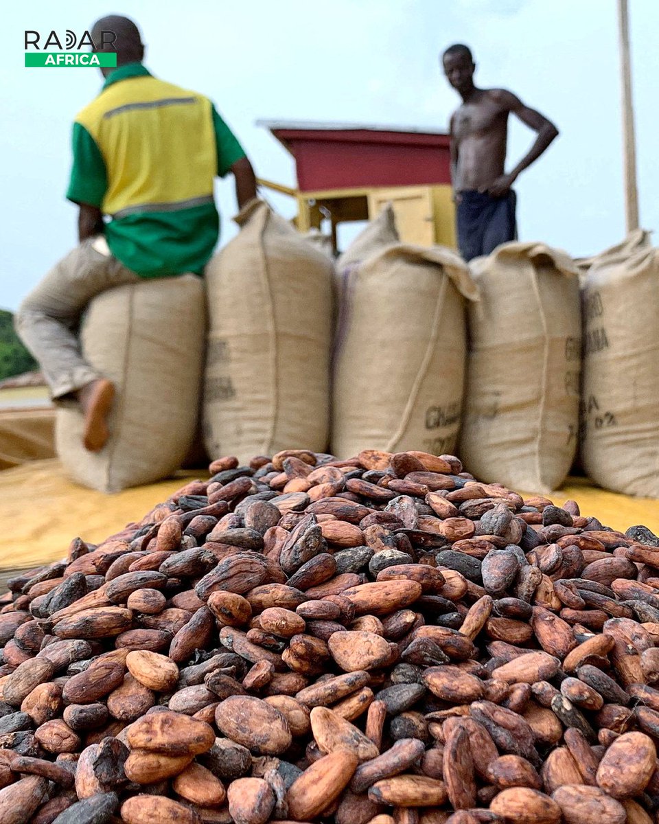 radarafricacom's tweet image. In Ghana, cocoa farmers say fertilizer access could decide the upcoming election. Agriculture meets politics in a race for rural votes. #Ghana #CocoaFarming #Elections2024