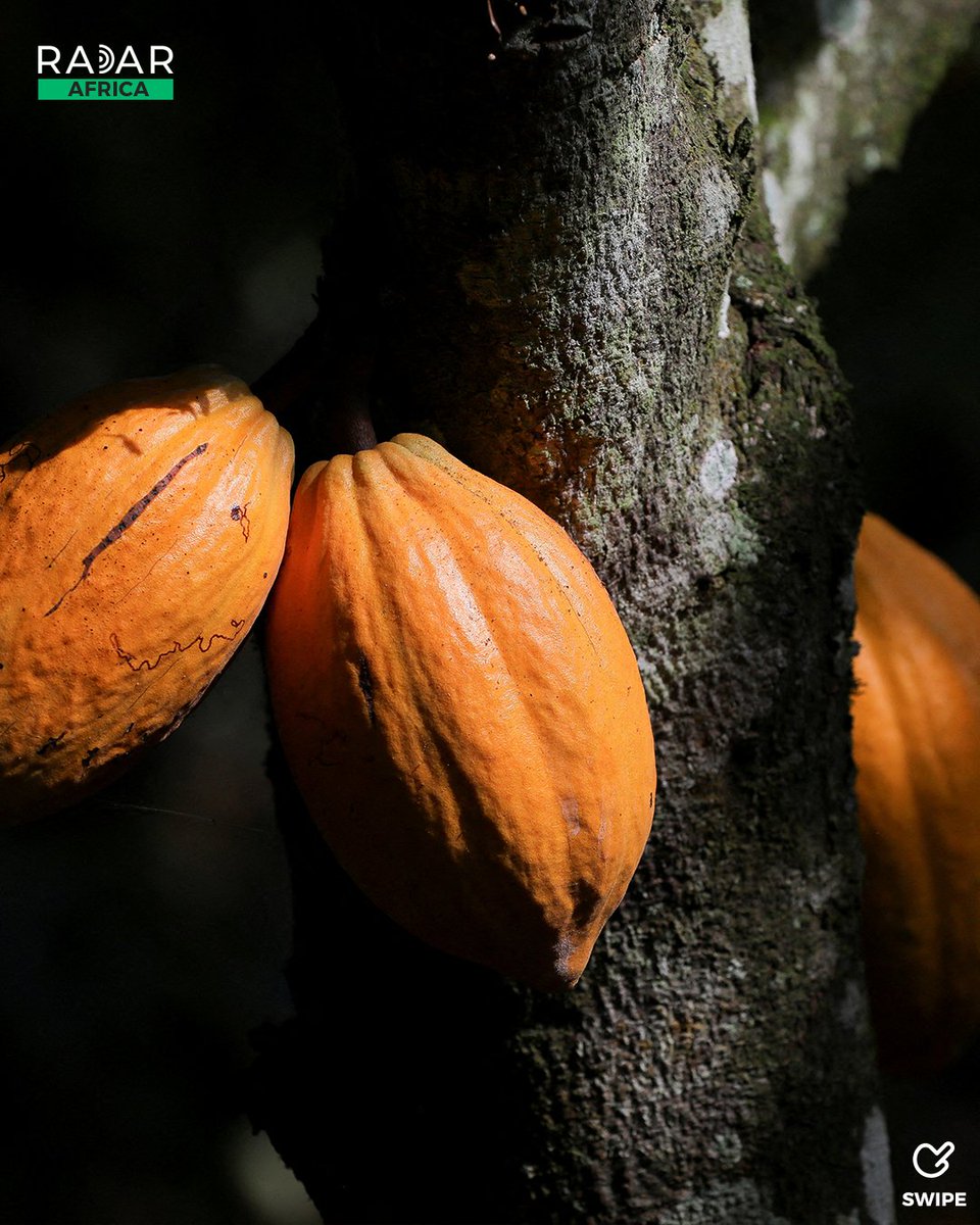 radarafricacom's tweet image. In Ghana, cocoa farmers say fertilizer access could decide the upcoming election. Agriculture meets politics in a race for rural votes. #Ghana #CocoaFarming #Elections2024