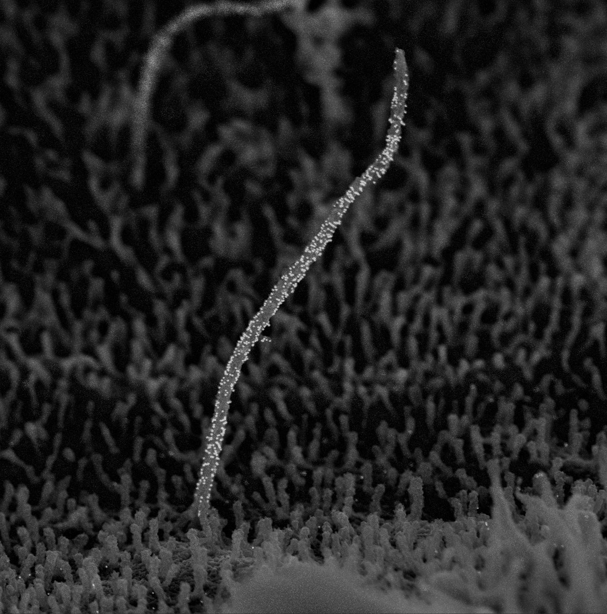 FocalPlane (@focalplane_jcs) on Twitter photo Our final ‘Featured image’ of 2024 is this beautiful immuno-scanning electron micrograph of a primary cilium, acquired by Sanja Sviben. Check out the post to learn more about the image and the research in the Hughes lab <a href="/JingHughes/">Jing Hughes</a>.
focalplane.biologists.com/2024/12/20/fea… Our final ‘Featured image’ of 2024 is this beautiful immuno-scanning electron micrograph of a primary cilium, acquired by Sanja Sviben. Check out the post to learn more about the image and the research in the Hughes lab <a href="/JingHughes/">Jing Hughes</a>.
focalplane.biologists.com/2024/12/20/fea…
