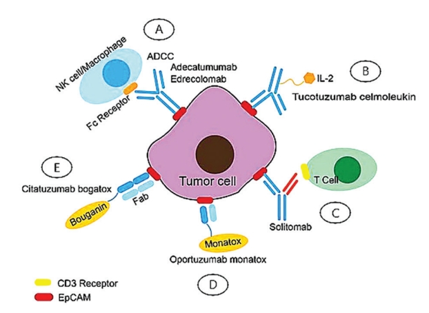 Read our latest: EpCAM-targeting #cancer #immunotherapies: Evidence from clinical studies and the way forward. From Stefan Barth et, al.
accscience.com/journal/TD/art…