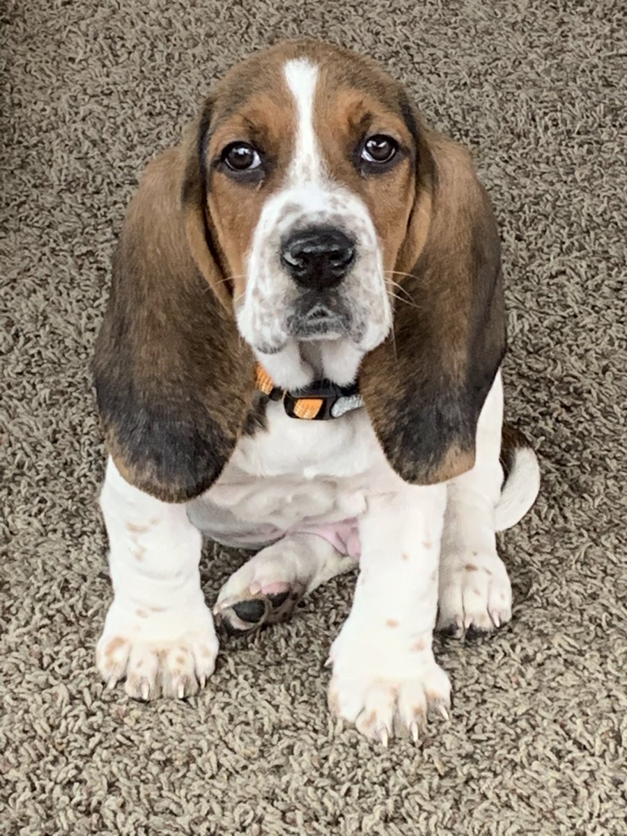 LoViLu's tweet image. Willie Mays, such a good puppy.